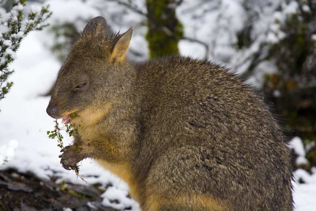 Australia, Tasmania, Cradle Mt - Lake St Clair National Park. Tasmanian Pademelon (Thylogale billardierii) in a snow shower near the Cradle Mountain Visitor Center.
