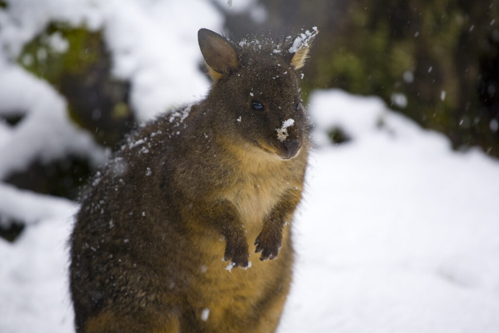 Australia, Tasmania, Cradle Mt - Lake St Clair National Park. Tasmanian Pademelon (Thylogale billardierii) in a snow shower near the Cradle Mountain Visitor Center.