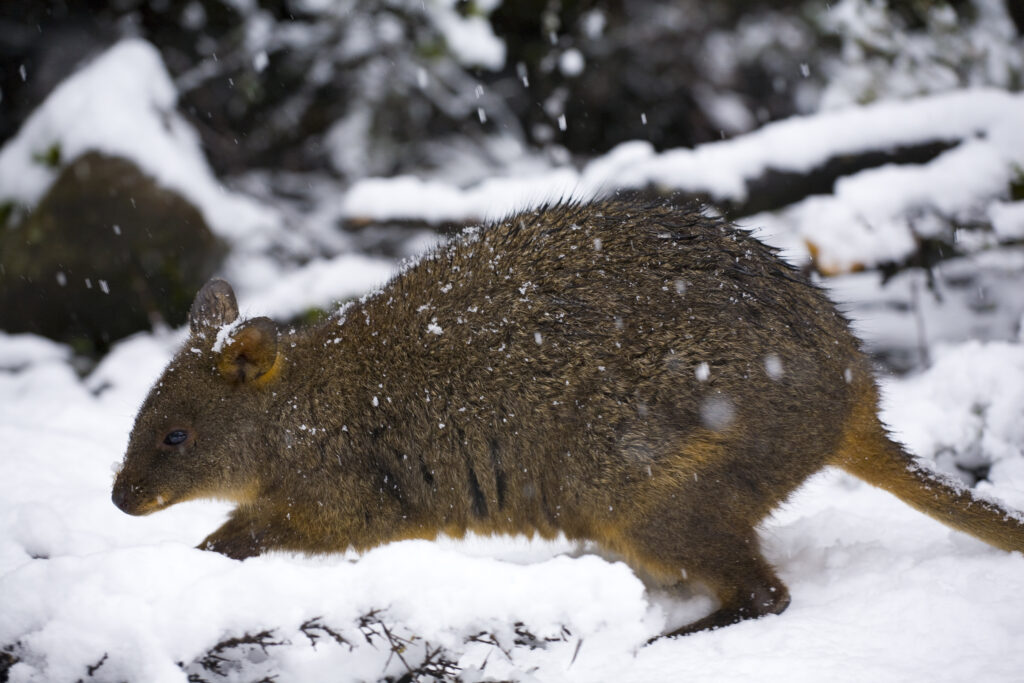 Australia, Tasmania, Cradle Mt - Lake St Clair National Park. Tasmanian Pademelon (Thylogale billardierii) in a snow shower near the Cradle Mountain Visitor Center.