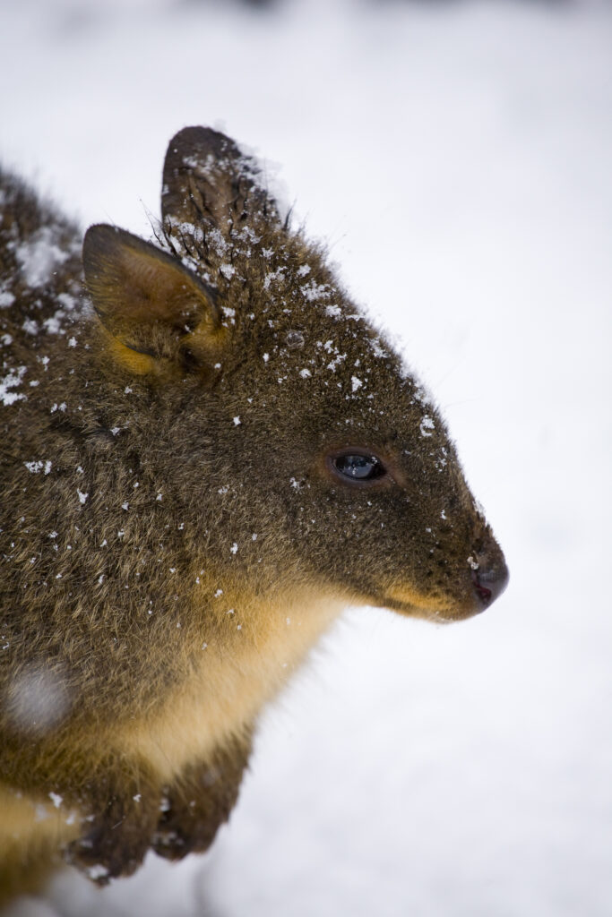 Australia, Tasmania, Cradle Mt - Lake St Clair National Park. Tasmanian Pademelon (Thylogale billardierii) in a snow shower near the Cradle Mountain Visitor Center.