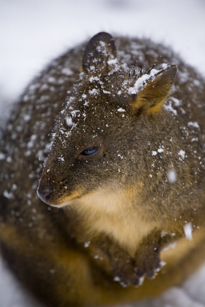 Australia, Tasmania, Cradle Mt - Lake St Clair National Park. Tasmanian Pademelon (Thylogale billardierii) in a snow shower near the Cradle Mountain Visitor Center.