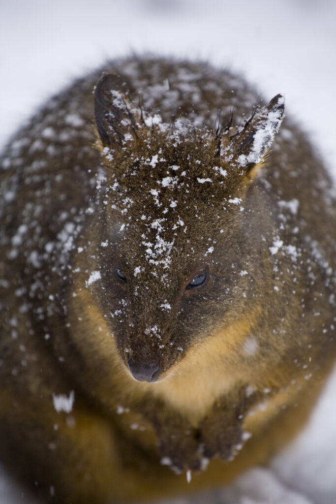Australia, Tasmania, Cradle Mt - Lake St Clair National Park. Tasmanian Pademelon (Thylogale billardierii) in a snow shower near the Cradle Mountain Visitor Center.