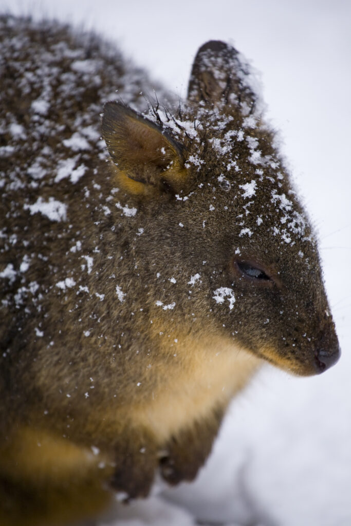 Australia, Tasmania, Cradle Mt - Lake St Clair National Park. Tasmanian Pademelon (Thylogale billardierii) in a snow shower near the Cradle Mountain Visitor Center.
