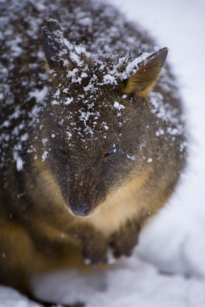 Australia, Tasmania, Cradle Mt - Lake St Clair National Park. Tasmanian Pademelon (Thylogale billardierii) in a snow shower near the Cradle Mountain Visitor Center.
