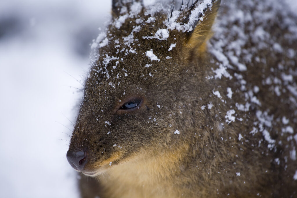 Australia, Tasmania, Cradle Mt - Lake St Clair National Park. Tasmanian Pademelon (Thylogale billardierii) in a snow shower near the Cradle Mountain Visitor Center.