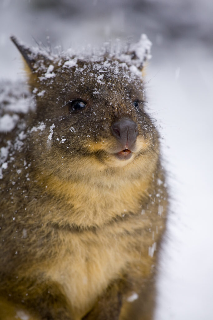 Australia, Tasmania, Cradle Mt - Lake St Clair National Park. Tasmanian Pademelon (Thylogale billardierii) in a snow shower near the Cradle Mountain Visitor Center.