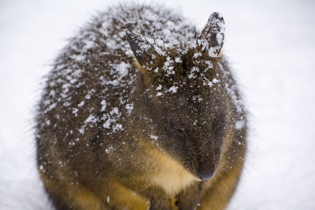 Australia, Tasmania, Cradle Mt - Lake St Clair National Park. Tasmanian Pademelon (Thylogale billardierii) in a snow shower near the Cradle Mountain Visitor Center.