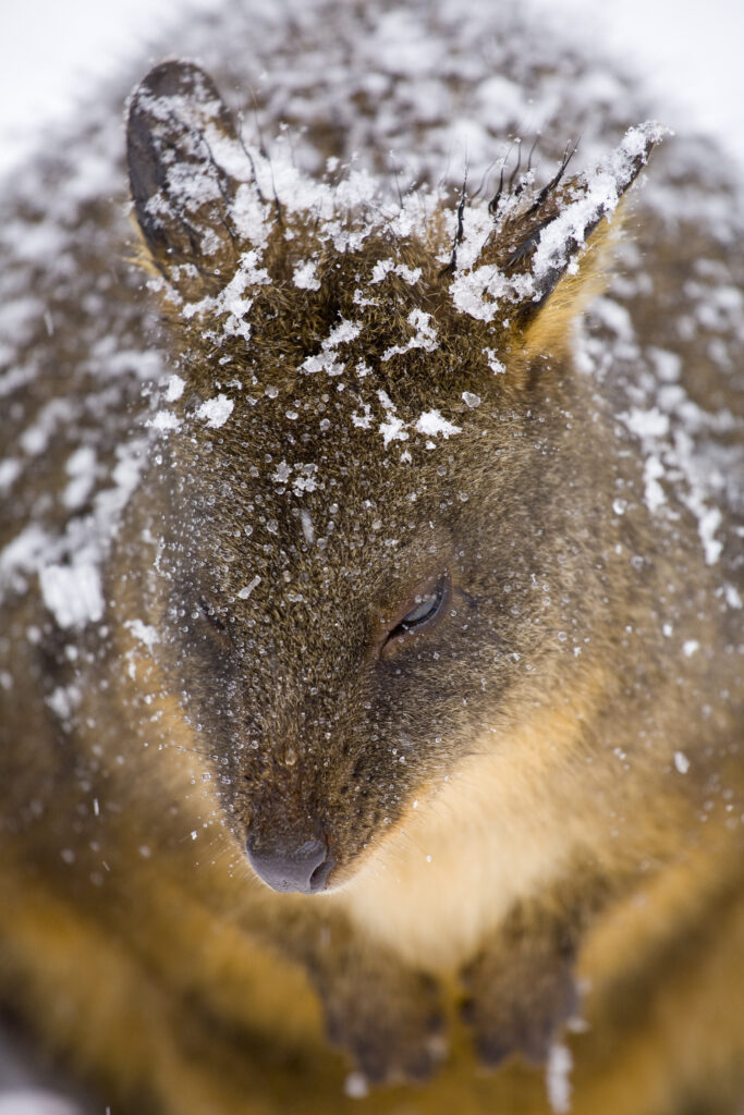 Australia, Tasmania, Cradle Mt - Lake St Clair National Park. Tasmanian Pademelon (Thylogale billardierii) in a snow shower near the Cradle Mountain Visitor Center.