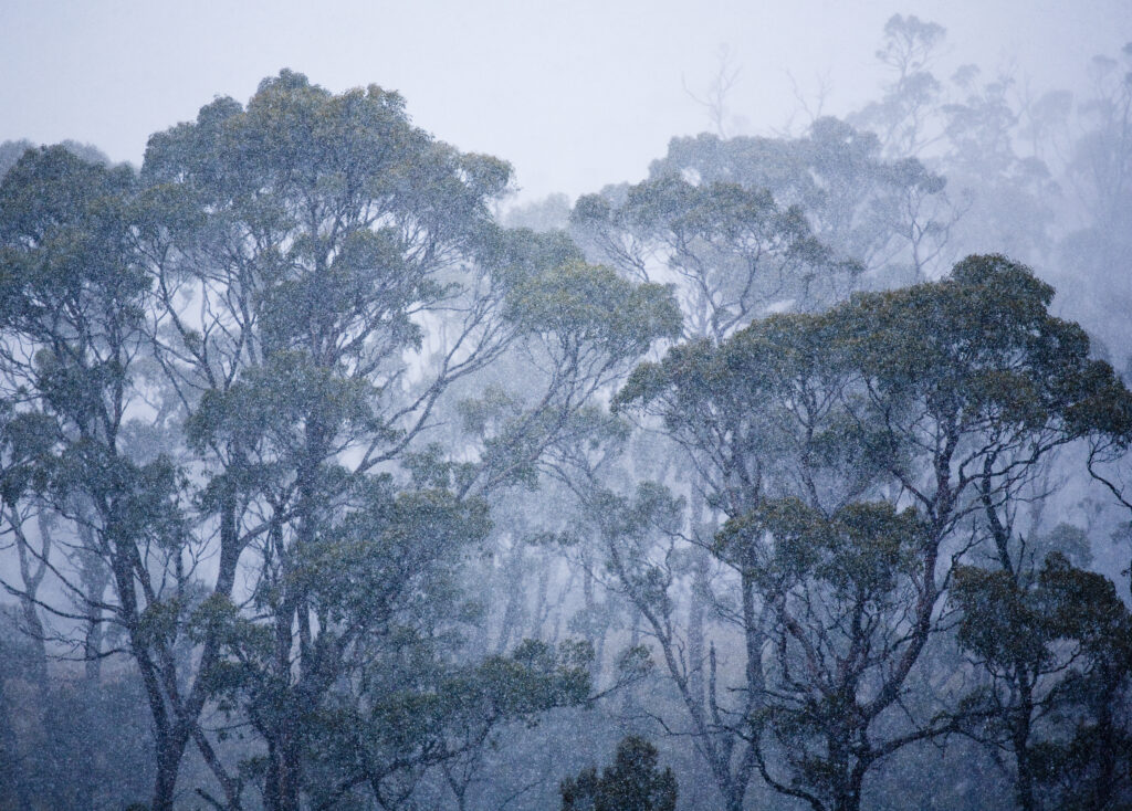 Australia, Tasmania, Cradle Mt - Lake St Clair National Park. Spring snowfall engulfs the native bush of the national park.