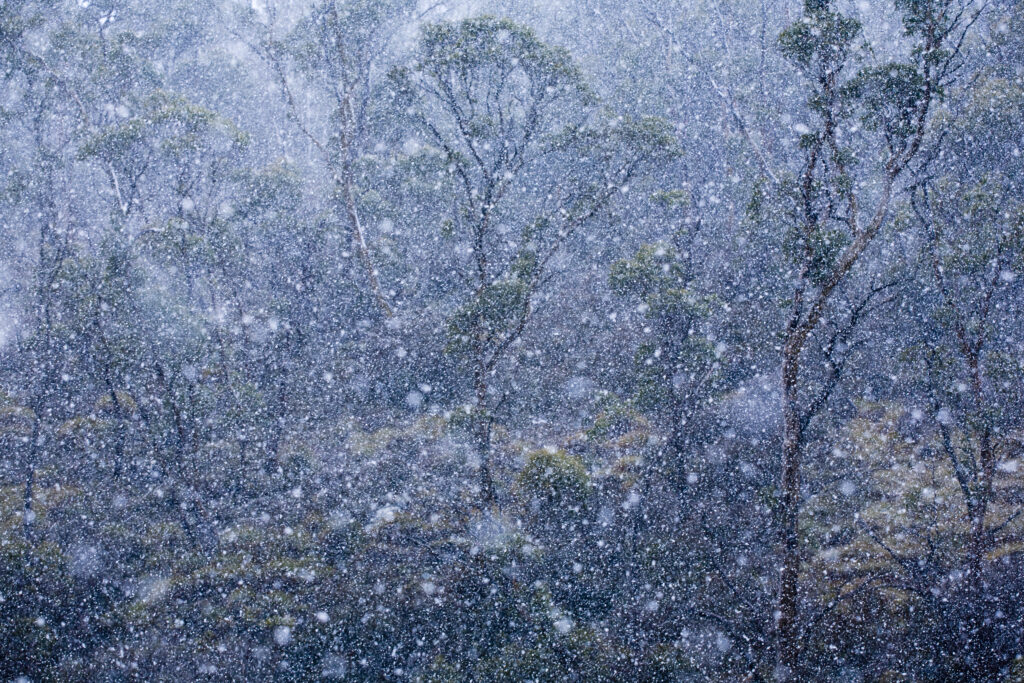 Australia, Tasmania, Cradle Mt - Lake St Clair National Park. Spring snowfall engulfs the native bush of the national park.