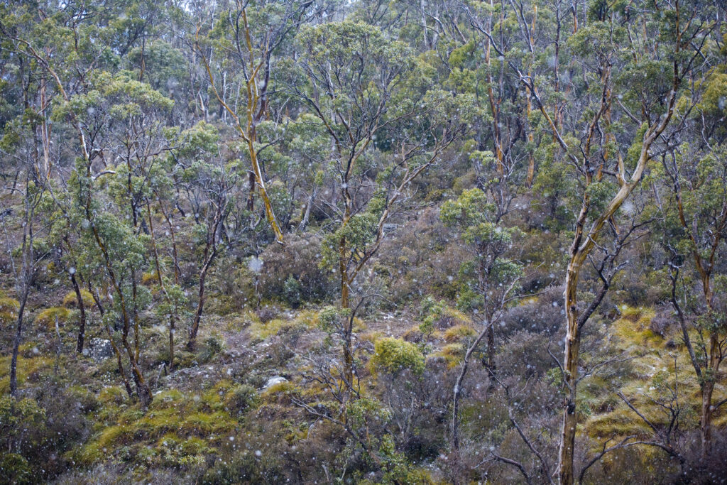 Australia, Tasmania, Cradle Mt - Lake St Clair National Park. Spring snowfall engulfs the native bush of the national park.