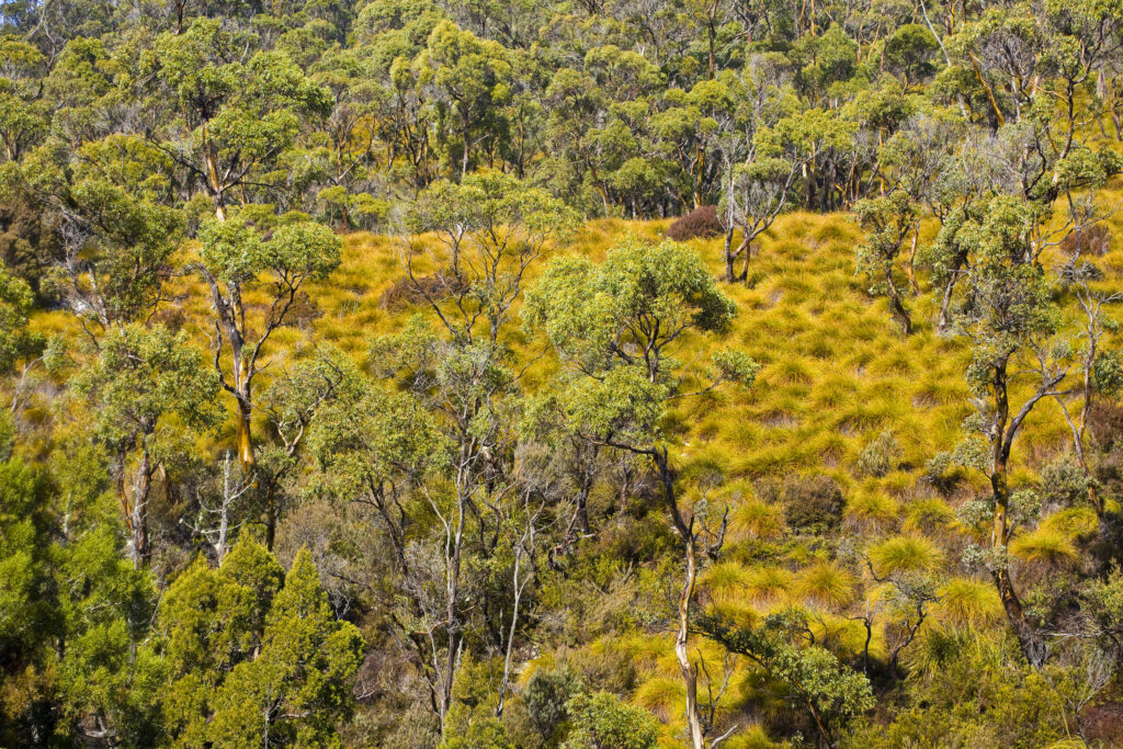 Australia, Tasmania, Cradle Mt - Lake St Clair National Park. Button grass and native bush and woodland near the Cradle Mountain visitor centre.