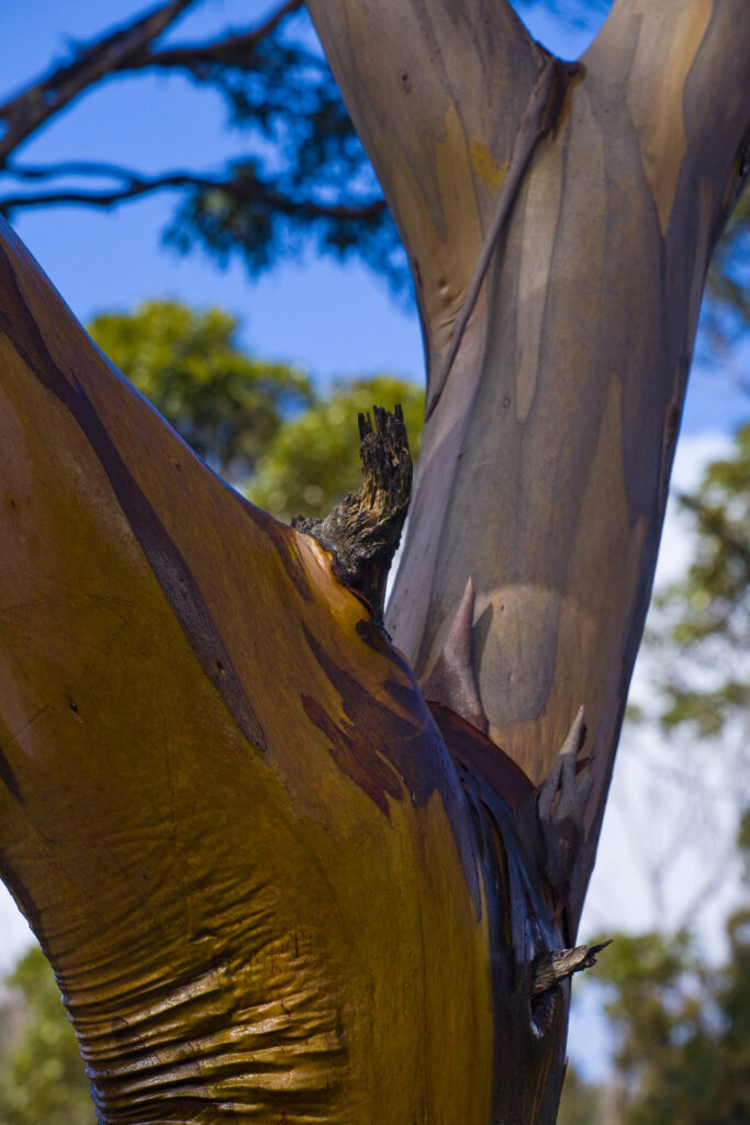 Australia, Tasmania, Cradle Mt - Lake St Clair National Park. Colourful peeling bark of a native Gum tree in the national park.