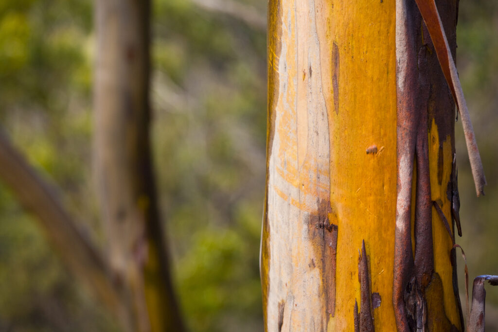 Australia, Tasmania, Cradle Mt - Lake St Clair National Park. Colourful peeling bark of a native Gum tree in the national park.