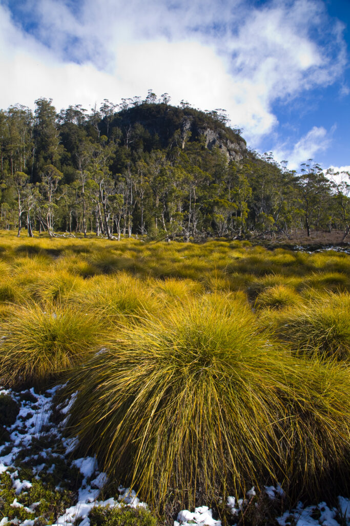 Australia, Tasmania, Cradle Mt - Lake St Clair National Park. Button grass and native bush and woodland near the Cradle Mountain visitor centre.
