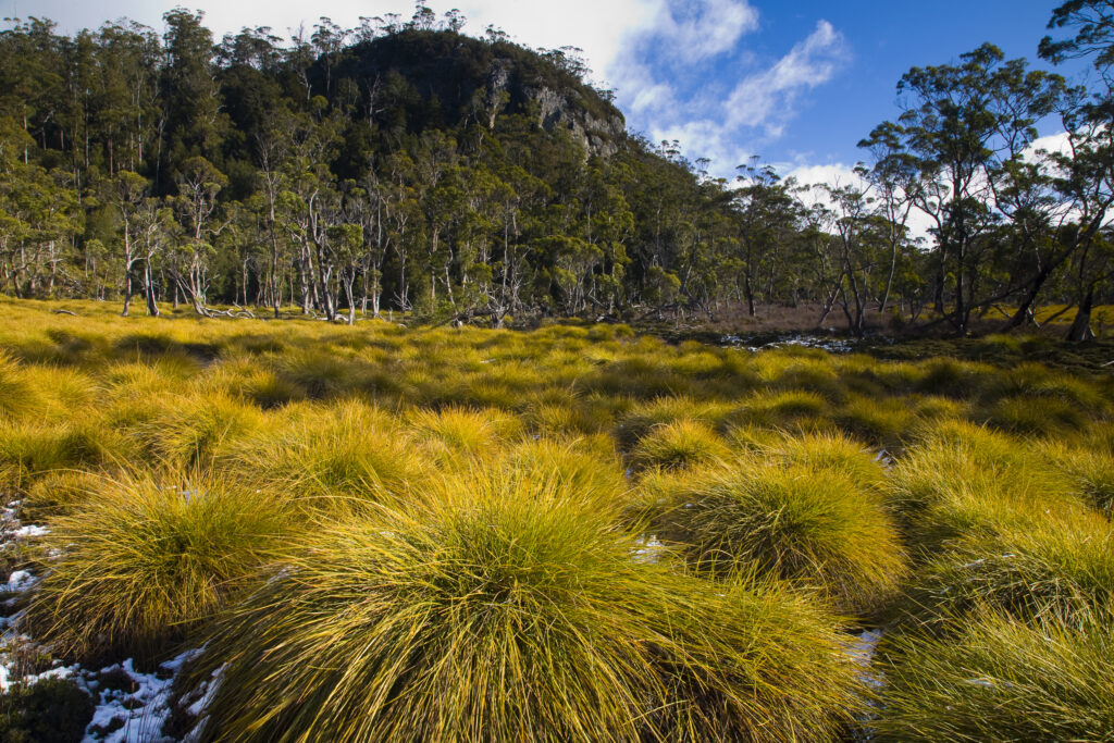 Australia, Tasmania, Cradle Mt - Lake St Clair National Park. Button grass and native bush and woodland near the Cradle Mountain visitor centre.