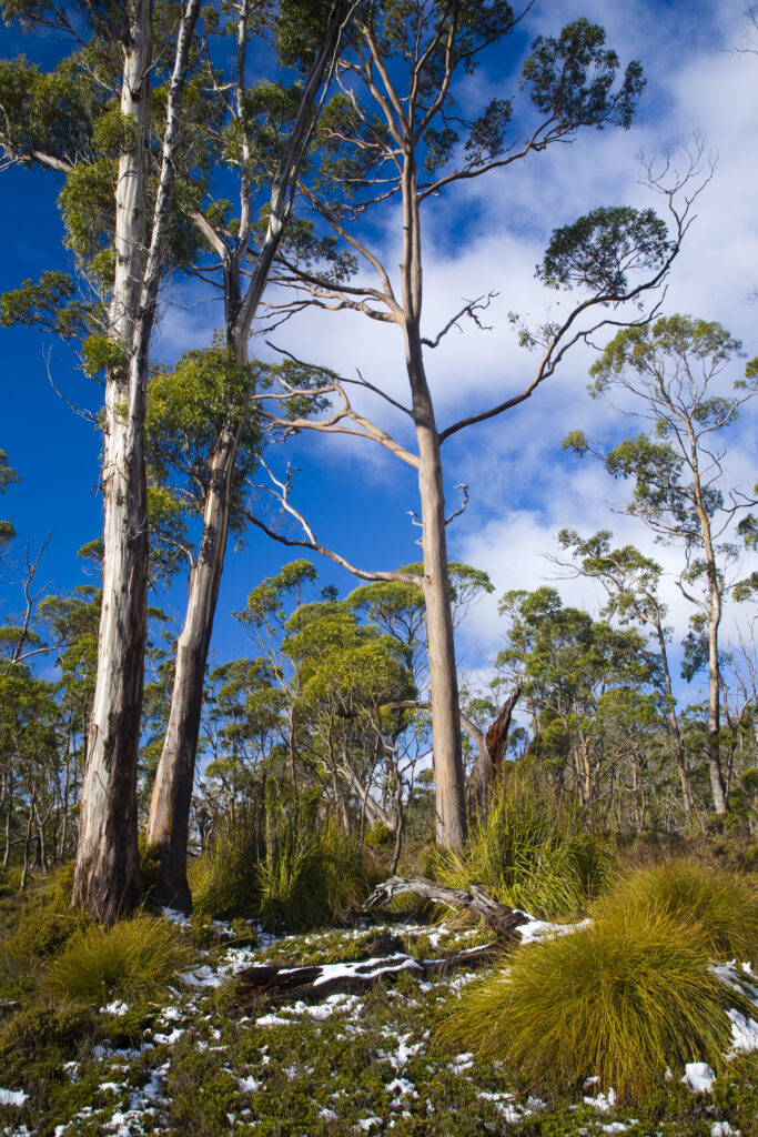 Australia, Tasmania, Cradle Mt - Lake St Clair National Park. Button grass and native bush and woodland near the Cradle Mountain visitor centre.