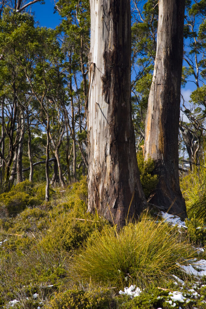 Australia, Tasmania, Cradle Mt - Lake St Clair National Park. Button grass and native bush and woodland near the Cradle Mountain visitor centre.