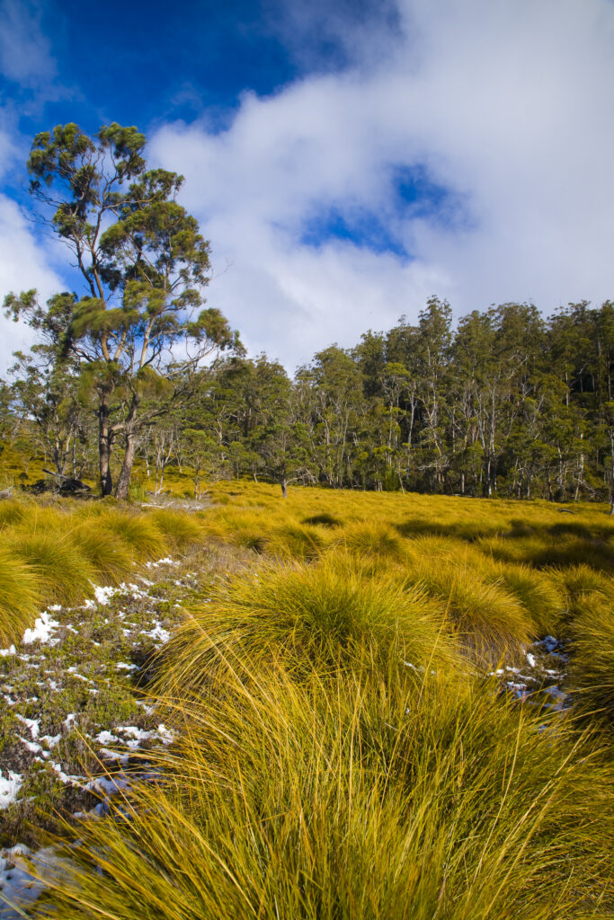 Australia, Tasmania, Cradle Mt - Lake St Clair National Park. Button grass and native bush and woodland near the Cradle Mountain visitor centre.