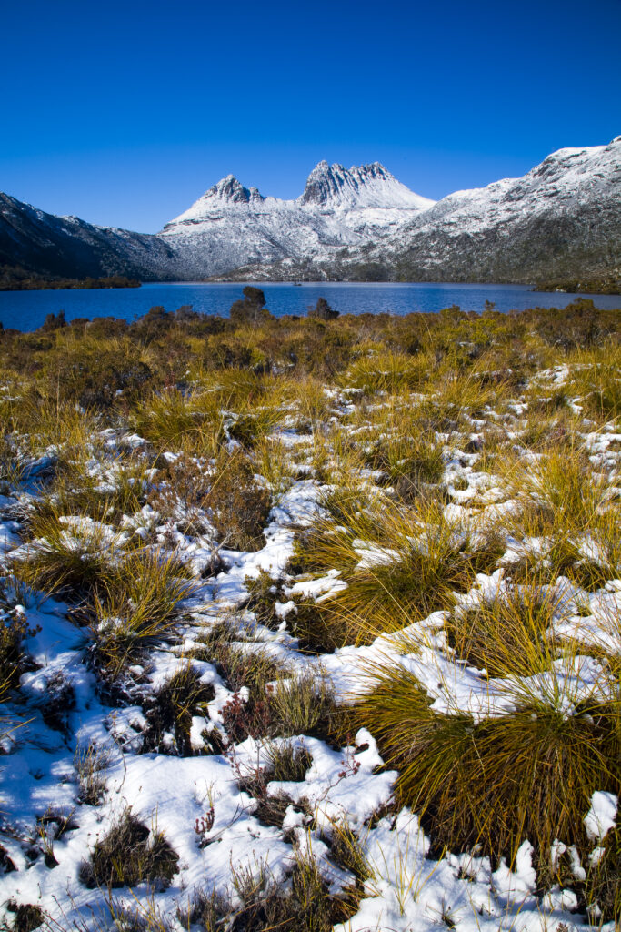 Australia, Tasmania, Cradle Mt - Lake St Clair National Park. Native bush near Lake Dove and Cradle mountain, covered by a fresh snowfall.