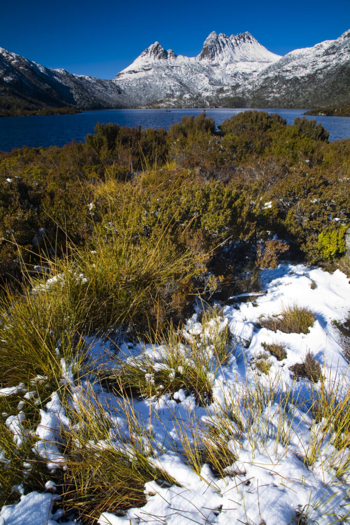 Australia, Tasmania, Cradle Mt - Lake St Clair National Park. Native bush near Lake Dove and Cradle mountain, covered by a fresh snowfall.