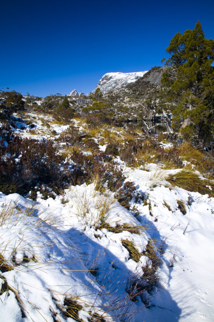 Australia, Tasmania, Cradle Mt - Lake St Clair National Park. Fresh snow covers button grass with Cradle Mountain in the distance.