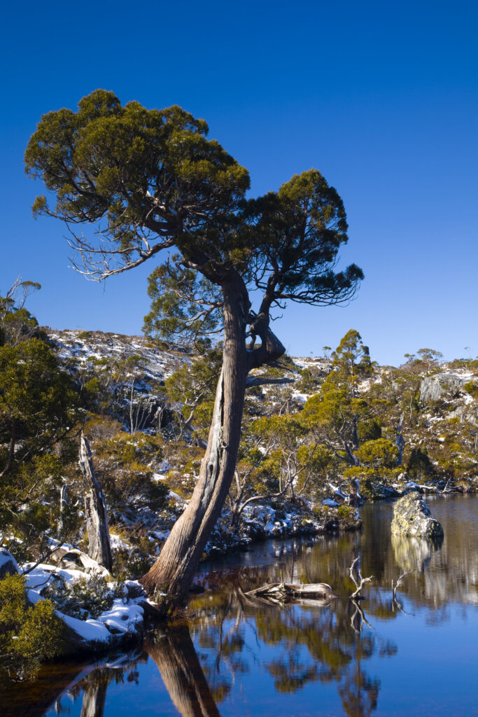 Australia, Tasmania, Cradle Mt - Lake St Clair National Park. Native bush reflected in the Wombat Pool on the Overland Track.