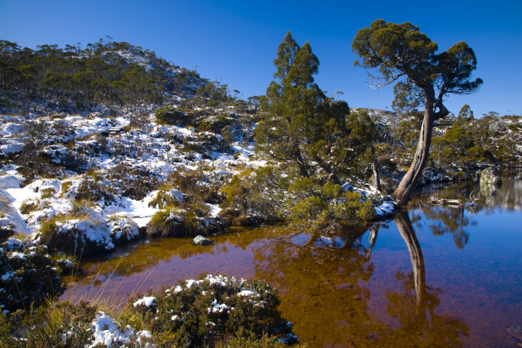 Australia, Tasmania, Cradle Mt - Lake St Clair National Park. Native bush reflected in the Wombat Pool on the Overland Track.