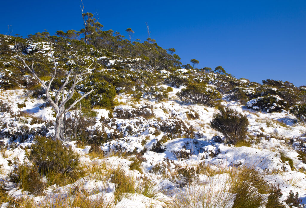 Australia, Tasmania, Cradle Mt - Lake St Clair National Park. Fresh snow covers button grass and other native bush encountered on the overland track.