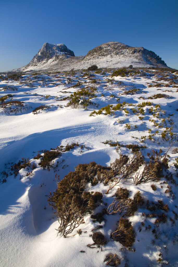Australia, Tasmania, Cradle Mt - Lake St Clair National Park. Snow covered native bush and the dolerite columns of Cradle Mountain.