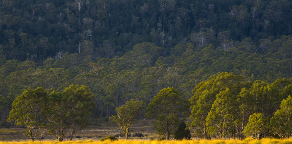 Australia, Tasmania, Cradle Mt - Lake St Clair National Park. Woodland in the shadow of Mount Oakleigh seen from the New Pelion Hut on the Overland Track.