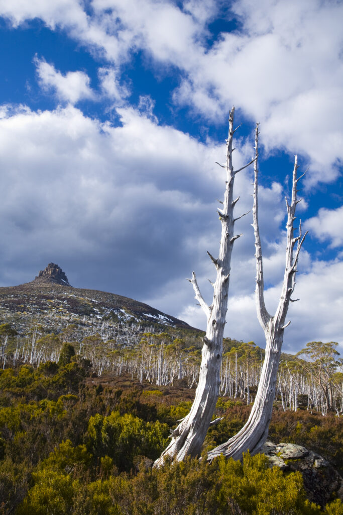 Australia, Tasmania, Cradle Mt - Lake St Clair National Park. Dead trees below Mount Pelion East (1433m), viewed from the Overland Track.