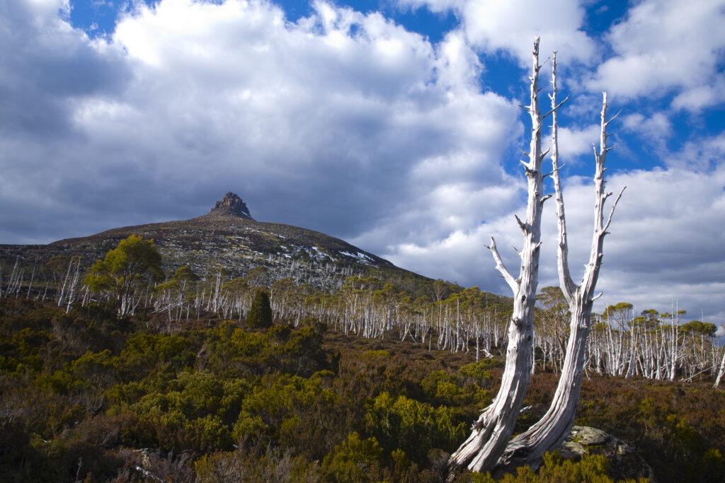 Australia, Tasmania, Cradle Mt - Lake St Clair National Park. Dead trees below Mount Pelion East (1433m), viewed from the Overland Track.