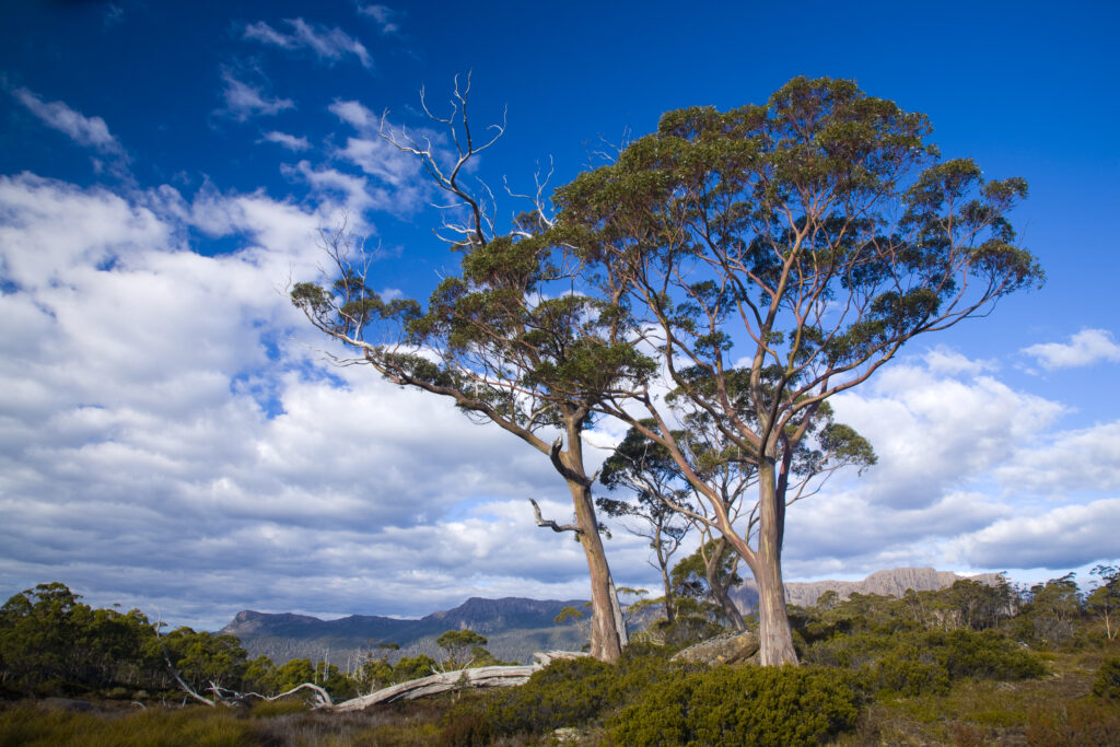 Australia, Tasmania, Cradle Mt - Lake St Clair National Park. Gumtree's growing alongside the Overland Track.