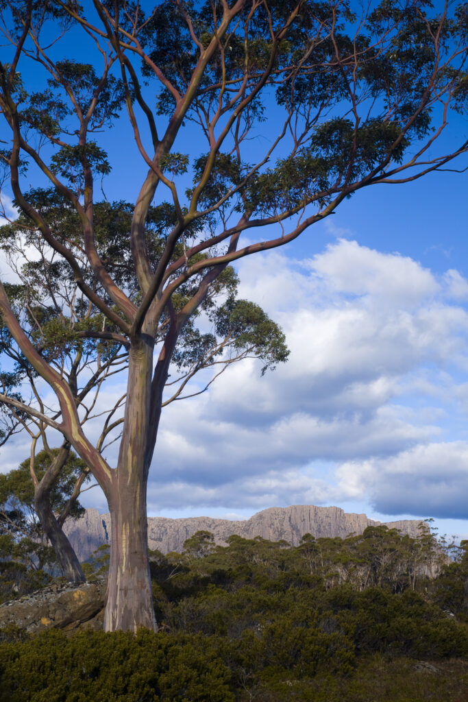 Australia, Tasmania, Cradle Mt - Lake St Clair National Park. A Gumtree growing alongside the Overland Track.