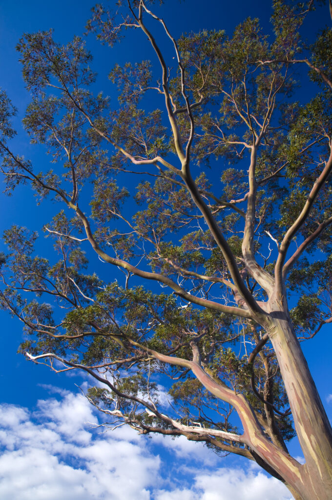 Australia, Tasmania, Cradle Mt - Lake St Clair National Park. A Gumtree growing alongside the Overland Track.