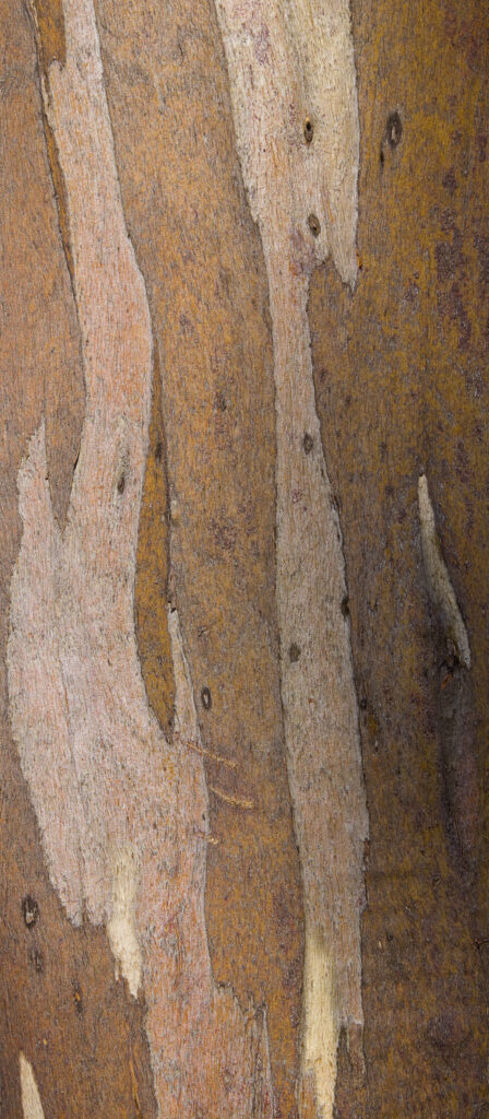 Australia, Tasmania, Cradle Mt - Lake St Clair National Park. Detail view of bark belonging to a Gumtree growing alongside the Overland Track.