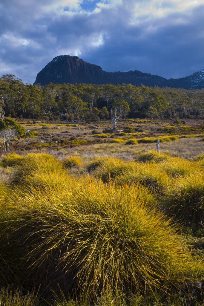 Australia, Tasmania, Cradle Mt - Lake St Clair National Park. Button grass and native bush and woodland