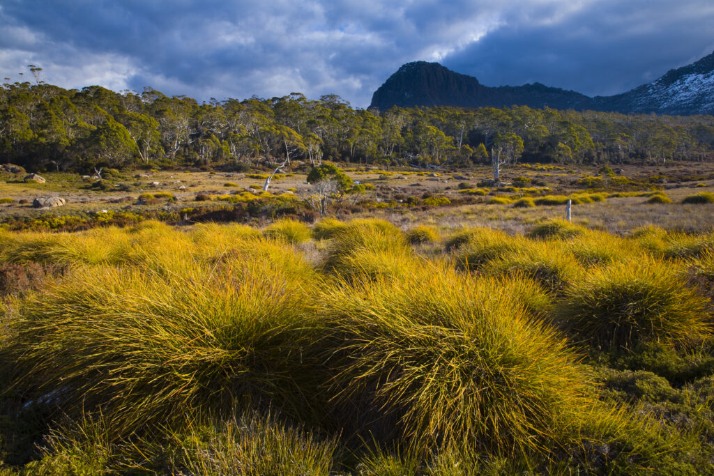 Australia, Tasmania, Cradle Mt - Lake St Clair National Park. Button grass and native bush and woodland