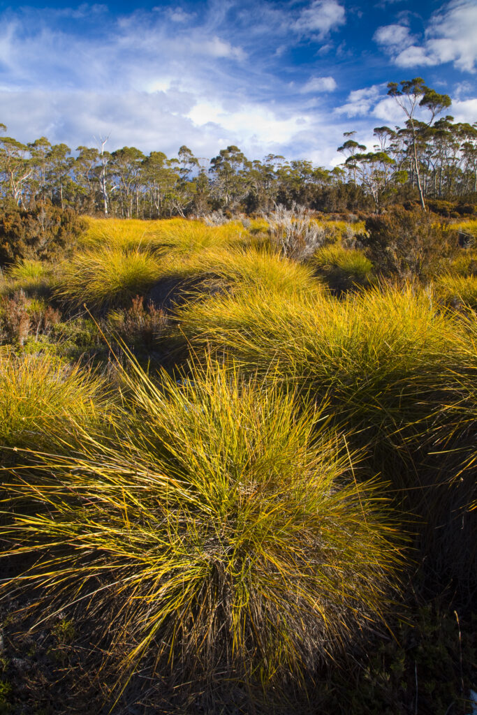 Australia, Tasmania, Cradle Mt - Lake St Clair National Park. Button grass and native bush and woodland