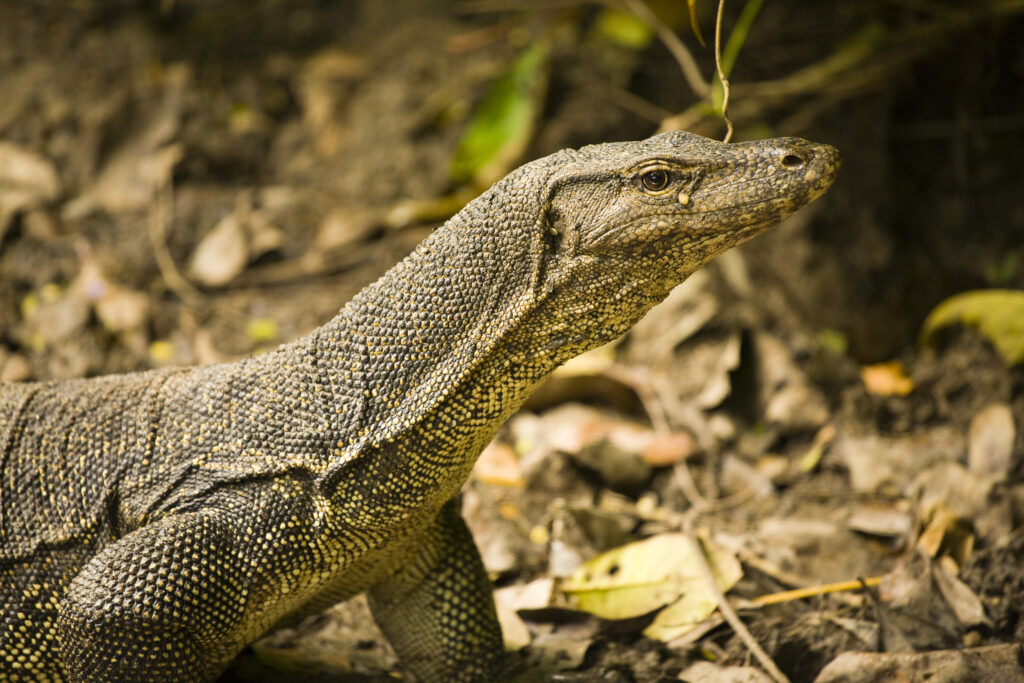 Borneo, Sabah Malaysia, Tunku Abdul Rahman Park. Monitor lizard scavenging for food on Sapi Island.