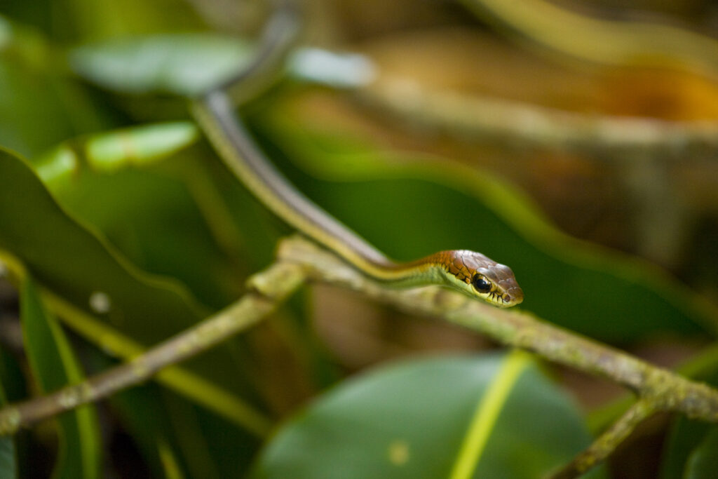 Borneo, Sabah Malaysia, Tunku Abdul Rahman Park. Snake naturally camouflaged in a dense jungle forest on Sapi Island.