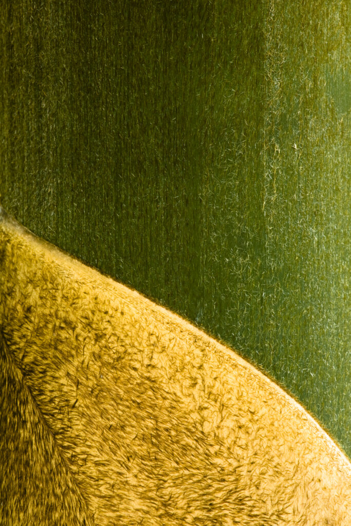 Sabah Malaysia, Borneo, Kinabalu National Park. Abstract view of Bamboo plant.