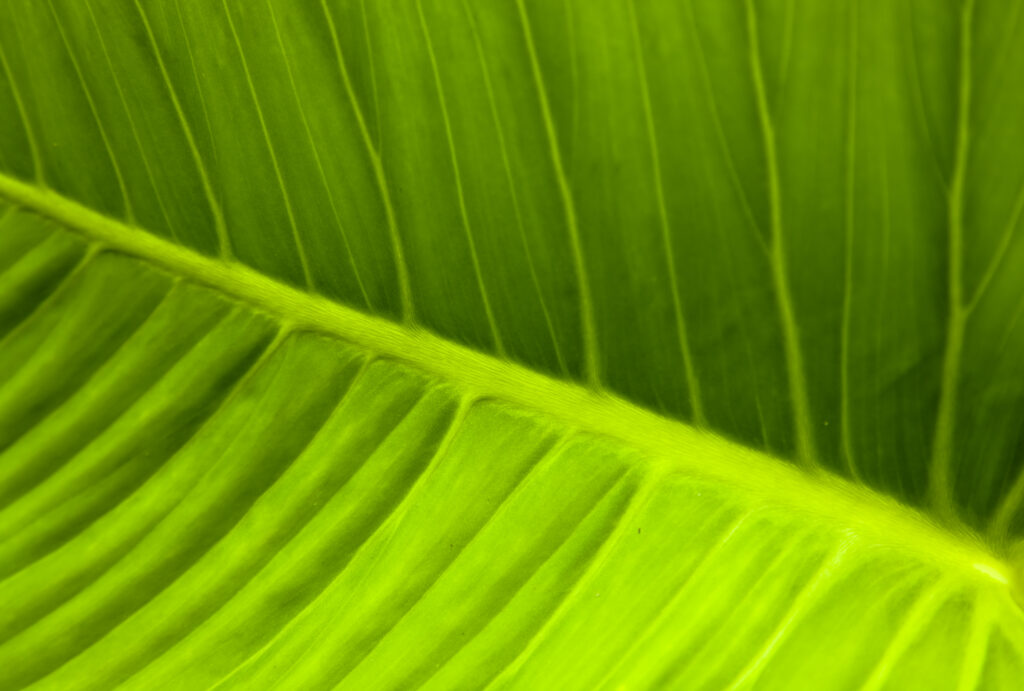 Sabah Malaysia, Borneo, Kinabalu National Park. Close up view of a leaf of a tropical plant in the tropical garden forming part of the Poring Hot Springs complex.