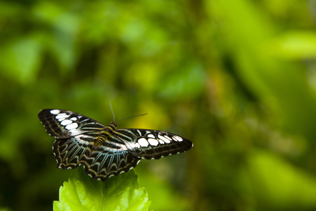 Sabah Malaysia, Borneo, Kinabalu National Park. Resting butterfly in the Poring Hot Springs butterfly farm.