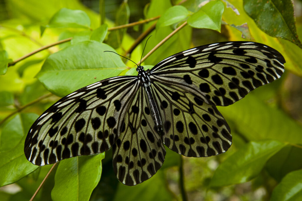 Sabah Malaysia, Borneo, Kinabalu National Park. Resting butterfly in the Poring Hot Springs butterfly farm.