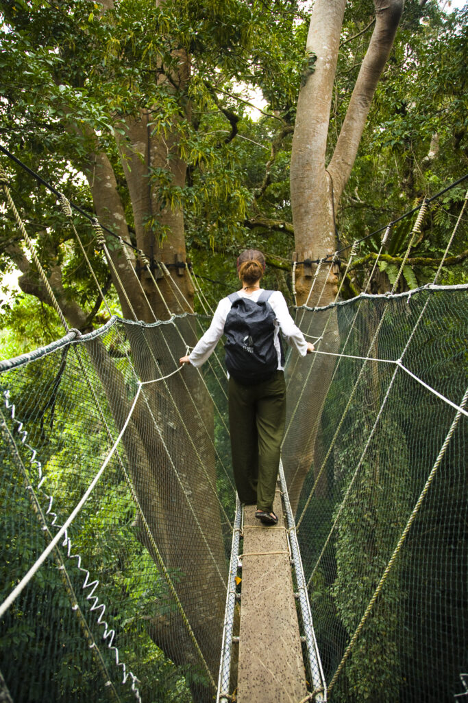 Sabah Malaysia, Borneo, Kinabalu National Park. Tourist walking the jungle canopy walkway at Poring Hot Springs.