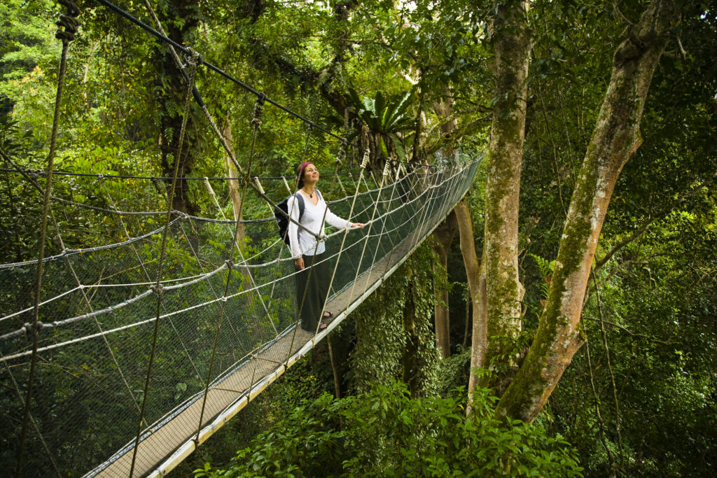 Sabah Malaysia, Borneo, Kinabalu National Park. Tourist walking the jungle canopy walkway at Poring Hot Springs.