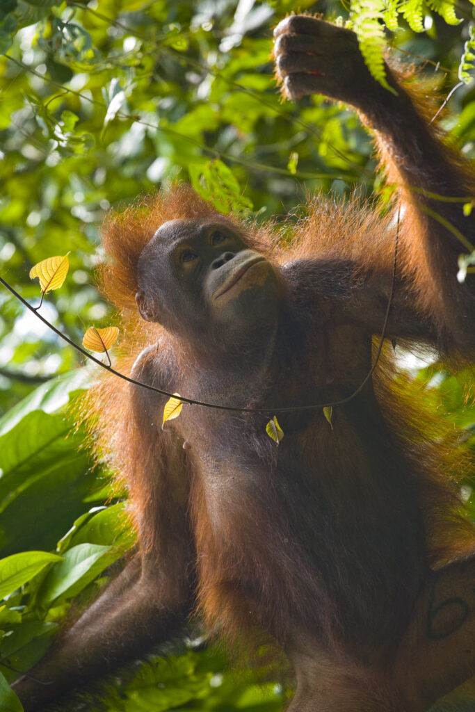 Sabah Malaysia, Borneo, Sepilok. Portrait of an Orang Utan in the Sepilok Orangutan Rehabilitation Centre.