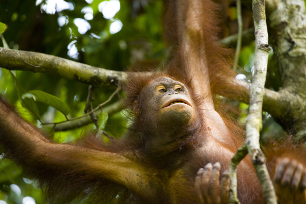 Sabah Malaysia, Borneo, Sepilok. Portrait of an Orang Utan in the Sepilok Orangutan Rehabilitation Centre.